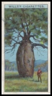 39 Baobab or Bottle Tree